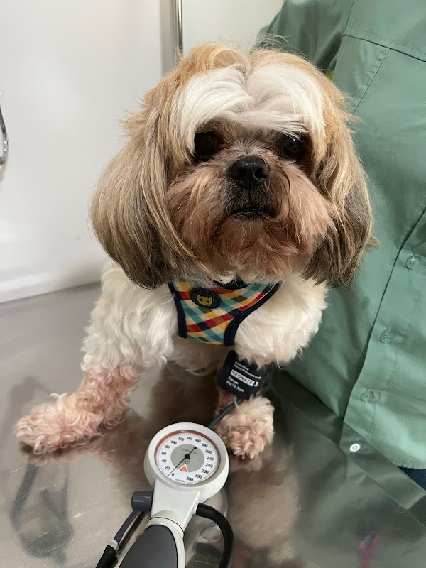 CENUV - Nefrologia e Diálise Veterinária - Clínica Veterinária em Jardim Camburi, Vitória/ES - Foto 3
