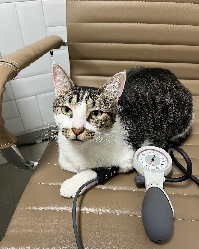CENUV - Nefrologia e Diálise Veterinária - Clínica Veterinária em Jardim Camburi, Vitória/ES - Foto 5
