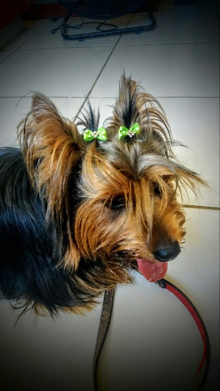 Climev Hospital Veterinário