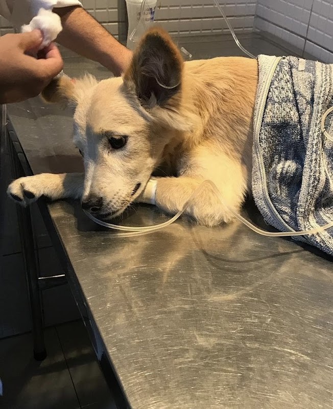 Climev Hospital Veterinário - Clínica Veterinária em Jardim Camburi, Vitória/ES - Foto 2