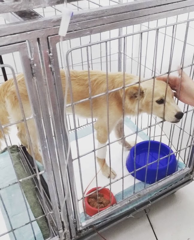 Climev Hospital Veterinário - Clínica Veterinária em Jardim Camburi, Vitória/ES - Foto 3