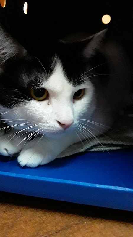 Climev Hospital Veterinário - Clínica Veterinária em Jardim Camburi, Vitória/ES - Foto 5