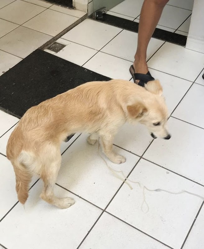 Foto 6 de Climev Hospital Veterinário