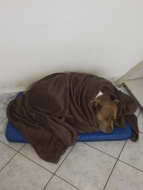Consultório Veterinário Dra. Ana Carolina Teixeira Brandão - Clínica Veterinária em Jardim Camburi, Vitória/ES - Foto 5