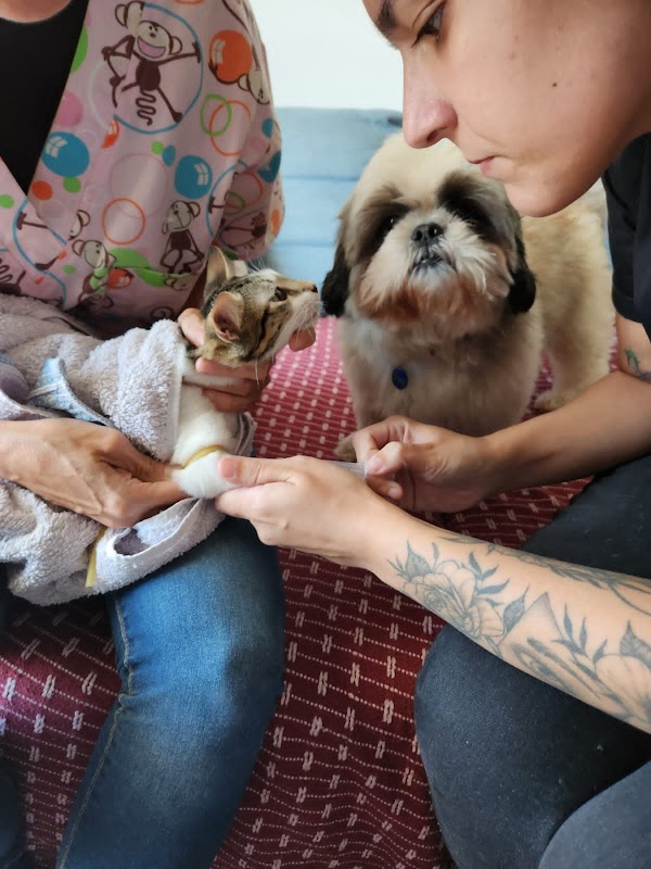 Dermato Vet - Dra Luiza Quintela - Clínica Veterinária em Jardim Camburi, Vitória/ES - Foto 3