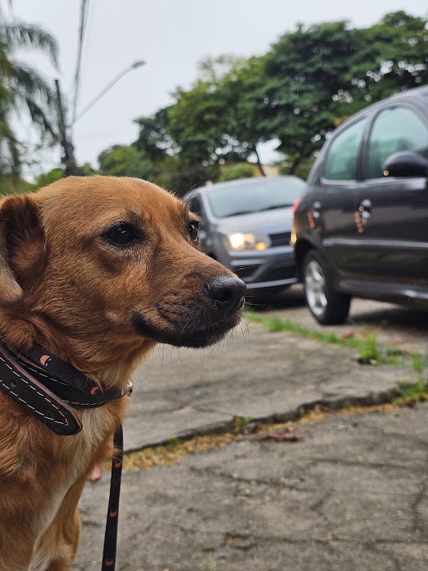 FAUNÁTICOS (base) - Fauna Drive, Adestramento, Pet Hotel, e Mais - Clínica Veterinária em Jardim Camburi, Vitória/ES - Foto 2