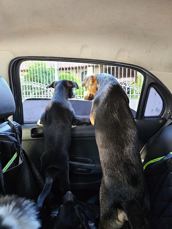 FAUNÁTICOS (base) - Fauna Drive, Adestramento, Pet Hotel, e Mais - Clínica Veterinária em Jardim Camburi, Vitória/ES - Foto 3