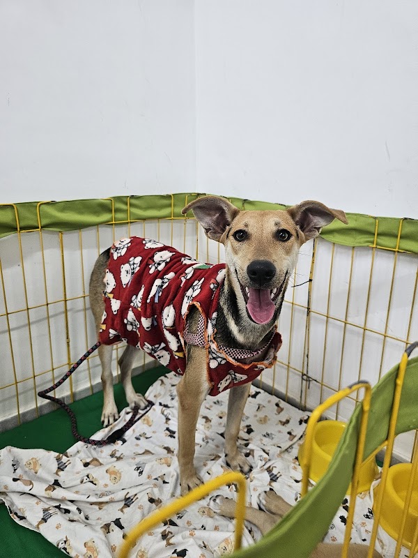 FAUNÁTICOS (base) - Fauna Drive, Adestramento, Pet Hotel, e Mais - Clínica Veterinária em Jardim Camburi, Vitória/ES - Foto 4