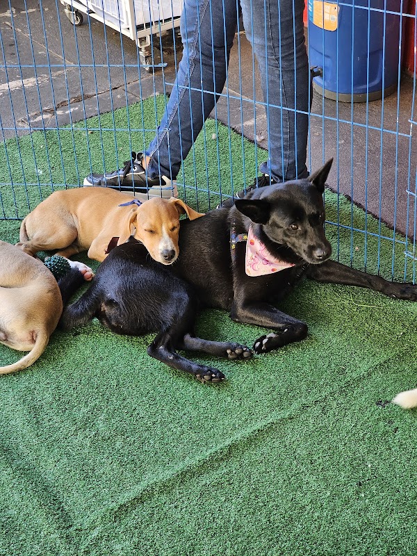 FAUNÁTICOS (base) - Fauna Drive, Adestramento, Pet Hotel, e Mais - Clínica Veterinária em Jardim Camburi, Vitória/ES - Foto 5