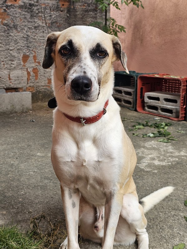 Foto 6 de Faunáticos