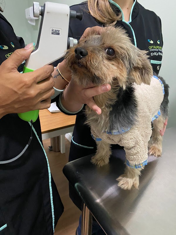 Oftalmo Vet - Clínica Veterinária em Jardim Camburi, Vitória/ES - Foto 4