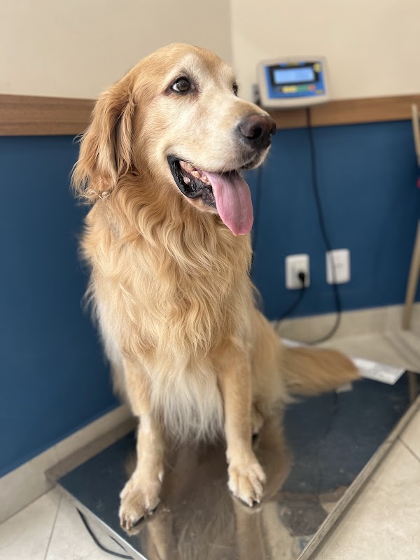 Pet Clinic - Clínica Veterinária em Jardim Camburi, Vitória/ES - Foto 3