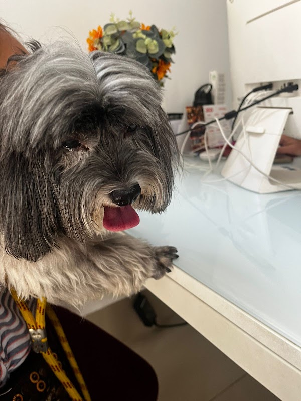 Foto 6 de Univet Vitoria