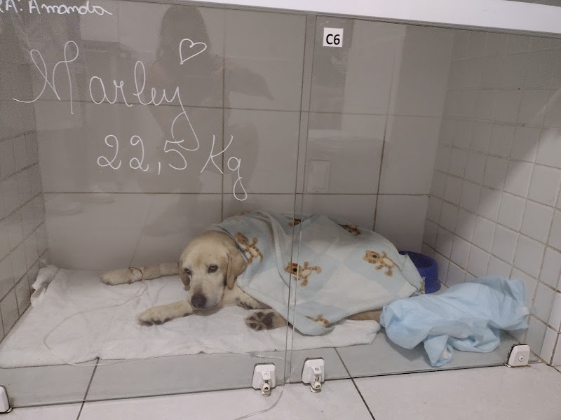 Vet Saúde Hospital Veterinário 24 horas - Clínica Veterinária em Jardim Camburi, Vitória/ES - Foto 2