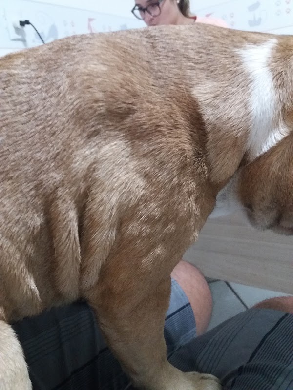 Vet Saúde Hospital Veterinário 24 horas - Clínica Veterinária em Jardim Camburi, Vitória/ES - Foto 4