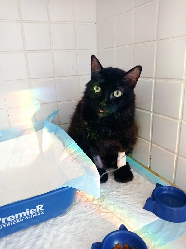 Vet Saúde Hospital Veterinário 24 horas - Clínica Veterinária em Jardim Camburi, Vitória/ES - Foto 5