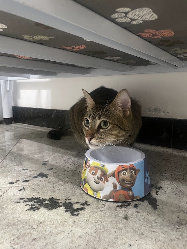 Veterinária Dra. Melissa Correa - Consultório e Atendimento em Domicílio - Clínica Veterinária em Jardim Camburi, Vitória/ES - Foto 4