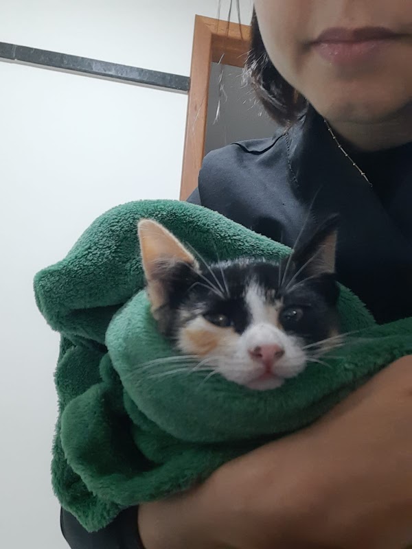 Foto 6 de Veterinária Dra. Melissa Correa - Consultório e Atendimento em Domicílio