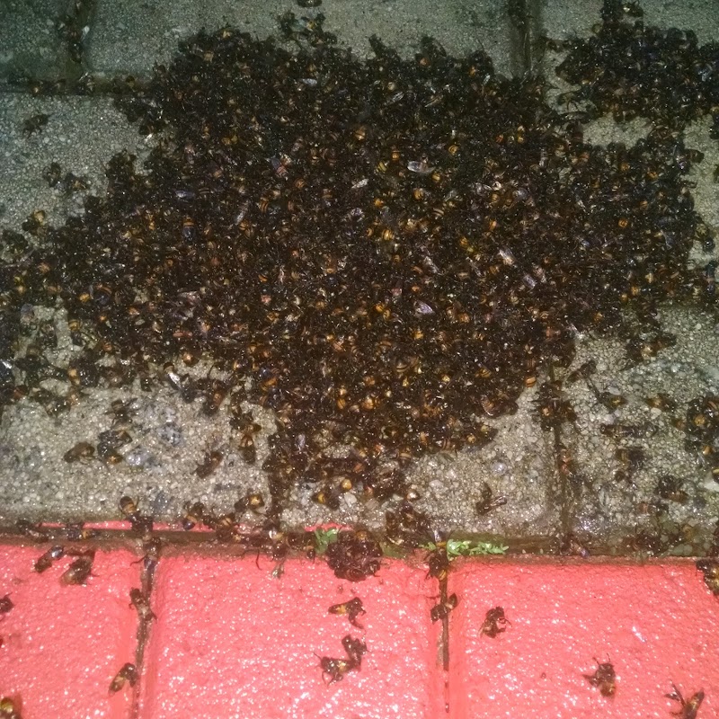 Extermine Pragas Urbanas