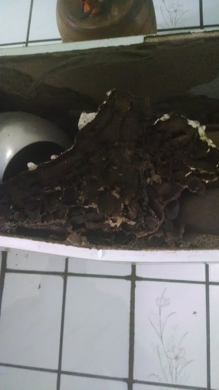 Extermine Pragas Urbanas - Dedetizadora em Jardim Camburi, Vitória/ES - Foto 2