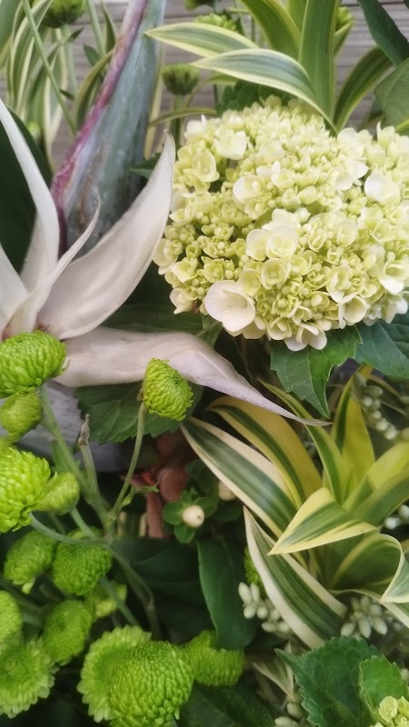 Floricultura Chão de Estrelas